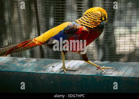 Golden Fasan oder Chrysolophus Pictus im Vogelpark Stockfoto