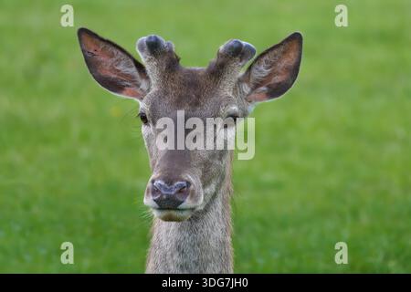 Rothirsch (Cervus elaphus) Portrait Nahaufnahme mit neu wachsenden Geweihen Stockfoto