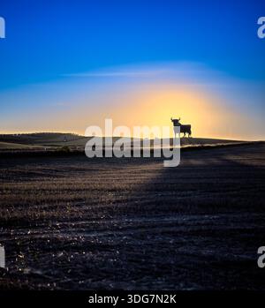 Der Sonnenuntergang wirft die Silhouette eines Osborne-Bullen über bewirtschafteten Feldern in der spanischen Provinz Sevilla. Ein klassisches Symbol vor goldenem Hintergrund. Stockfoto