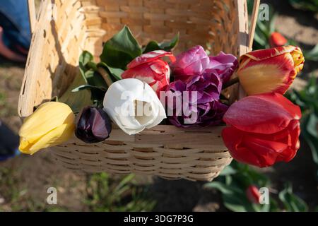 Korb frischer SchnittTulpen Stockfoto