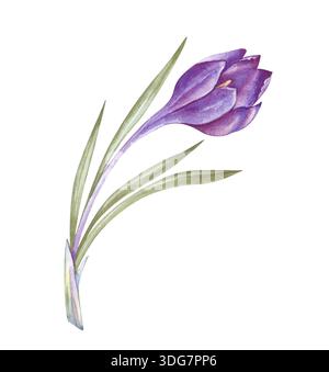 Violette Krokusblüte mit langen, dünnen Blättern. Aquarellabbildung einer Kerze auf isoliertem Hintergrund. Realistisches Clipart mit einer einzigen Feder Stockfoto