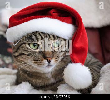 Eine Katze mit rotem Weihnachtsmann-Hut. Die Katze hat grüne Augen Stockfoto