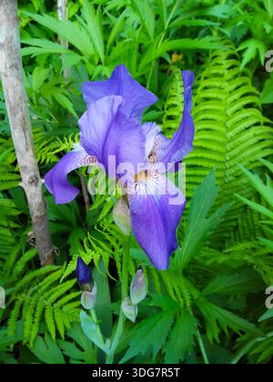 Eine violette Blüte mit grünem Stiel, ris germanica.i der Stiel ist an einem grünen Blatt befestigt. Die Blume ist von grünen Blättern umgeben. Stockfoto