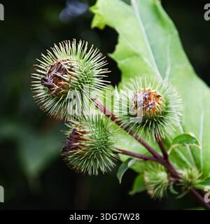 Drei ungeöffnete größere Klettenblüten an Stielen in Nahaufnahme Stockfoto