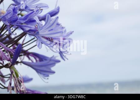 Lila Agapanthus blüht an der Küste mit dem blauen Ozean im Hintergrund. Blumenlandschaft im Sommer. Mediterraner oder Atlantischer Garten. Stockfoto