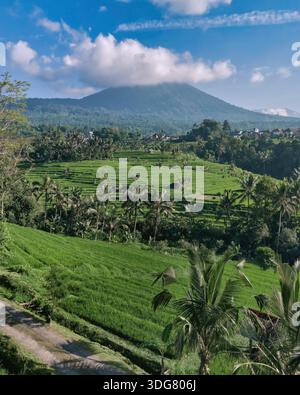 Bali Reisterrassen Aus Der Vogelperspektive Im Sonnenlicht, Der Berg Agung Erhebt Sich Am Horizont, Geschichtete Grüne Stufen, Stockfoto