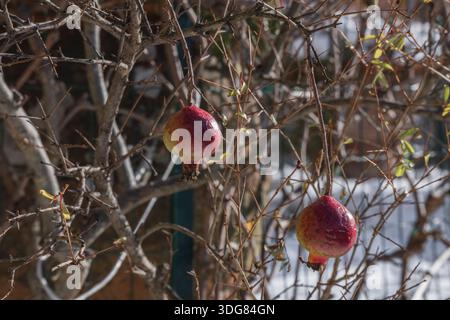 Kleine Granatäpfel, die im Winter an ihren Zweigen hängen, mit Schnee im Hintergrund Stockfoto