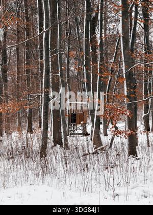 Ein schneebedeckter Wald mit Bäumen, die leicht mit Schnee bedeckt sind. Stockfoto