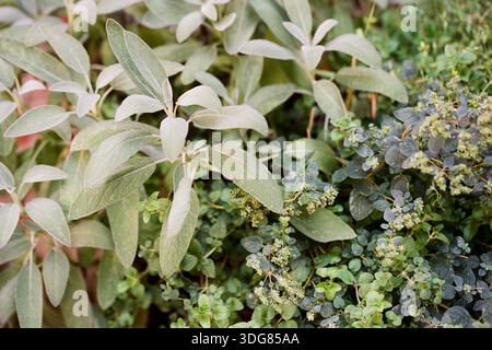 In einem Garten wachsen verschiedene grüne Pflanzen zusammen, die bei hellem Sonnenlicht verschiedene Blätter und kleine Details zeigen. Stockfoto