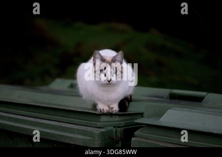 Streunende Katze, die auf städtischen Müllcontainern sitzt, hebt die Abfallverschmutzung durch Tiere und soziale Probleme in städtischen Umgebungen mit flacher Deponie hervor Stockfoto