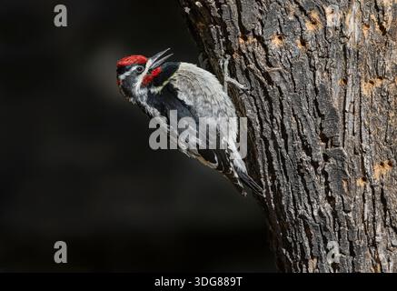 Rotnappelsauger, Madera Canyon,... Arizona, USA, April 2025 Stockfoto
