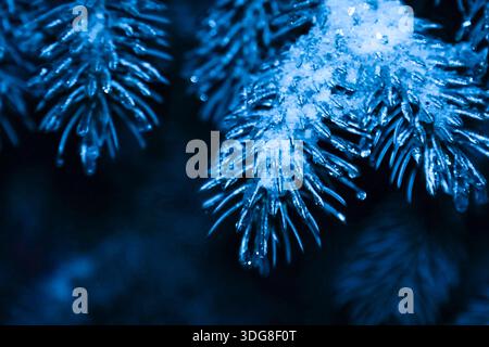 Gefrorene Fichtenzweige mit eiskalter Textur, beleuchtet von türkisfarbenem Licht, schaffen eine mystische und stimmungsvolle Winterszene Stockfoto
