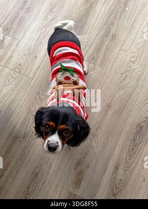 Kleiner Hund in einem rot-weiß gestreiften Weihnachtspullover mit Rentier-Design, der auf einem Holzboden steht und nach oben blickt Stockfoto