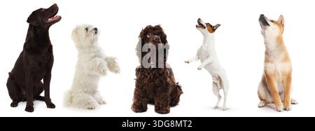Niedliche Hunde, die in die gleiche Richtung auf weißem Hintergrund schauen Stockfoto
