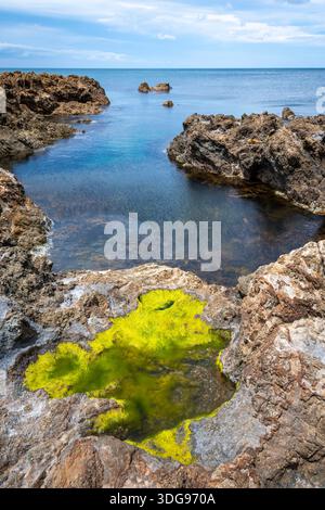 Felsige Küste, Houghton Bay, Taputeranga Marine Reserve, Wellington, Nordinsel, Neuseeland Stockfoto