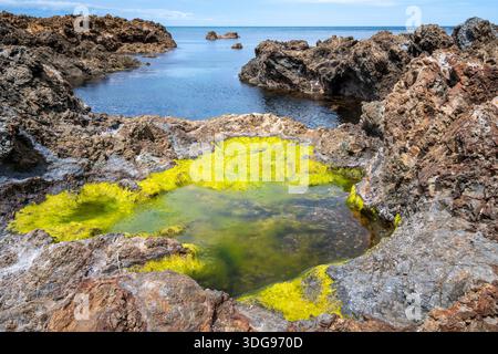 Felsige Küste, Houghton Bay, Taputeranga Marine Reserve, Wellington, Nordinsel, Neuseeland Stockfoto