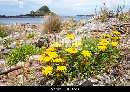Gelbe Blumen am felsigen Ufer, Taputeranga Island und Taputeranga Marine Reserve, Island Bay, Wellington, Nordinsel, Neuseeland Stockfoto