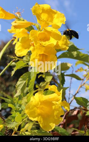 Eine Carpenter Bee wird während des Fluges gefangen, als sie sich den leuchtenden gelben Blüten einer Yellow Elder Blume in Thailand nähert Stockfoto