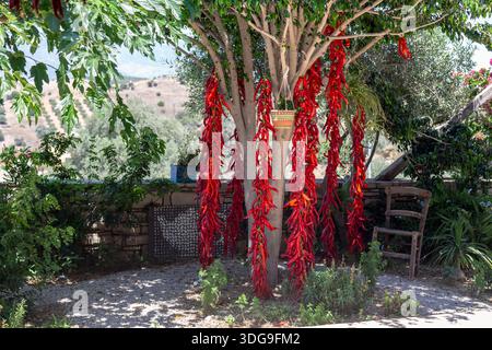 Chili-Paprika hängt zum Trocknen an einem Baum (Kreta, Griechenland) Stockfoto