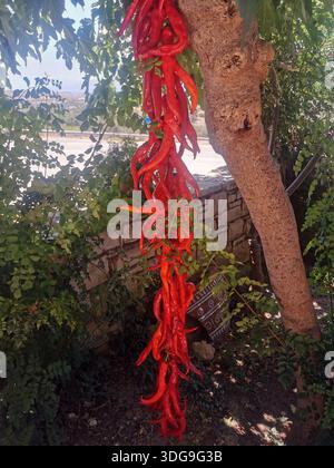 Chili-Paprika hängt zum Trocknen an einem Baum (Kreta, Griechenland) Stockfoto