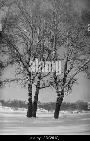 Bezirk Slawjansk, Region Donezk, Ukraine, UdSSR. Archivfoto Schwarzweiß aus den 1960er Jahren mit drei majestätischen Birken auf einem schneebedeckten Feld. Das Bild fängt die krasse Schönheit der Winterlandschaft mit der markanten weißen Rinde und den dunklen Ästen der Bäume ein, die zum grauen Himmel reichen. Im Hintergrund sind eine ferne Waldlinie und schwache Strukturen über die offene verschneite Weite sichtbar. Diese friedliche malerische Aussicht veranschaulicht die ruhige natürliche Umgebung der Donbass-Region während der Sowjetzeit. Stockfoto