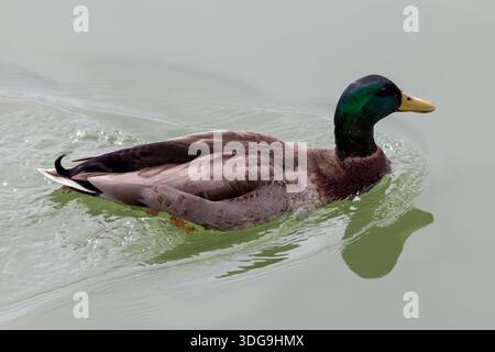 Erwachsene männliche Stockenten (Anas platyrhynchos) schwimmen in ruhigem, grünem Wasser, erfasst im Profil in einer natürlichen Umgebung im Freien. Stockfoto