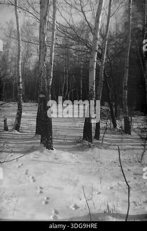 Bezirk Slawjansk, Region Donezk, Ukraine, UdSSR. Archiv Schwarzweiß-Foto aus den 1960er Jahren, das einen sonnendurchfluteten Birkenhain im Winter zeigt. Im Vordergrund stehen mehrere hohe Birken mit strukturierter weißer Rinde. Lange, parallele Schatten, die von der niedrigen Sonne geworfen werden, erstrecken sich über den schneebedeckten Boden und erzeugen ein rhythmisches Muster. Kleine Tierspuren oder Fußspuren sind im Schnee zu sehen. Graffiti (Graffiti) sind auf einem der Kofferräume zu sehen. Diese vertikale Landschaft fängt die ruhige Atmosphäre eines Waldparks während der Sowjetzeit ein. Stockfoto