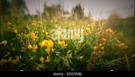 Lotus corniculatus ist eine blühende Pflanze aus der Erbsenfamilie Fabaceae. Gebräuchliche Bezeichnungen sind Vogelfuss-Trefoil, Eier und Speck, Vogelfuss Stockfoto
