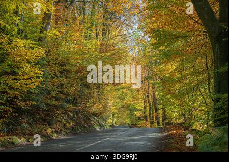 Malerischer herbstlicher Blick auf farbenfrohe, sonnendurchflutete Buchenbäume entlang einer Straße entlang der Gipfel der Blackdown Hills bei Culmhead, Somerset, England, Großbritannien Stockfoto