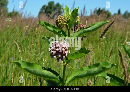 Asclepias syriaca, gemeinhin als gemeine Milchkrautpflanze, Schmetterlingsblume, Seidenrautkraut, seidige Schwalbenwürze und Virginia-Seidenrautkraut bezeichnet, Ist eine Art der Blüte p Stockfoto