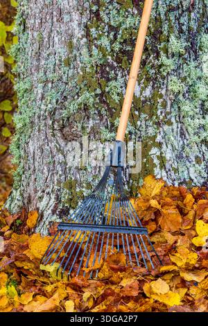 Rasenrechen lehnt sich an einen Baum und braune Blätter auf dem Boden Stockfoto