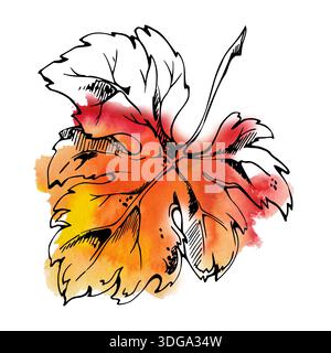 Handgezeichnete Trauben-, Kürbis-, Feigenbaumblatt-Skizze in Stift und Tinte, Aquarellwäsche. Rustikale Weinkellerei botanische isolierte Illustration für Bauernmarktetiketten Stockfoto