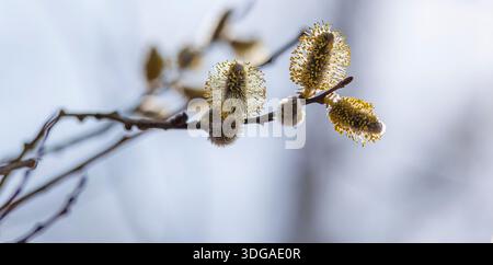 Blühende Weide in einem Frühlingswald. Nahaufnahme von weichen Katzenkindern mit gelben Pollen, die von der Sonne beleuchtet werden. Ein heller, verschwommener Hintergrund erzeugt ein Gefühl von l Stockfoto