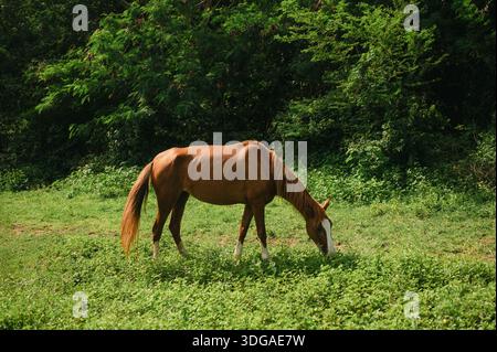 Braunes Pferd mit weißen Markierungen grasen auf grünem Feld auf Vieques Stockfoto