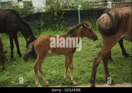 Fohlen, das zwischen weidenden Pferden auf dem Grasfeld in Vieques steht Stockfoto