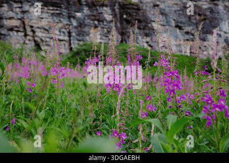 Violette Wildblumen auf der Frühlingswiese Stockfoto