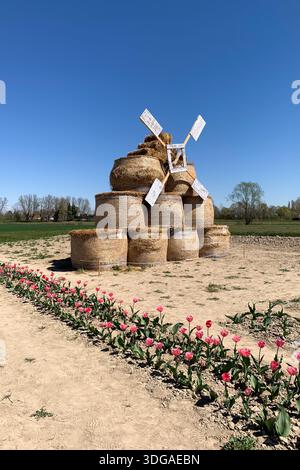 Tulpenblumenfeld in der Region Veneto, Norditalien, Europa. Windmühle aus Heu. Bunte Tulpenblüten und Feld im Frühlingssonnenlicht. Frühlingsblumen Stockfoto