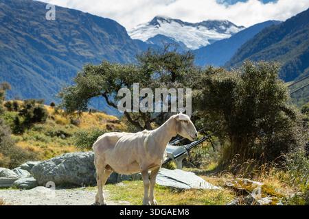 Ein kürzlich geschorntes Schaf auf dem Rob Roy Glacier Track im Mount Aspiring National Park in der Nähe von Wanaka, Otago Region, Neuseeland Stockfoto