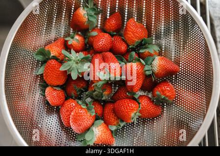 Saftige rote Erdbeeren gewaschen und verzehrfertig Stockfoto