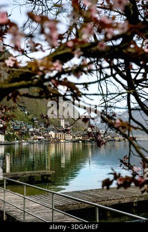 Hallstatt Österreich. Malerisches Bergdorf Hallstatt Österreich, eingerahmt von Kirschblüten. Holzpier im Vordergrund, historische Gebäude nisten Stockfoto