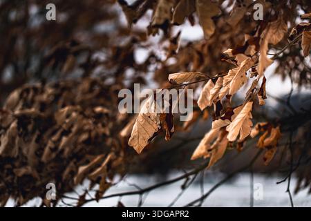 Trockene braune Blätter hängen im Winter an Baumzweig Stockfoto