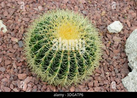 Goldener Fasskaktus. Echinocactus grusonii. Auch Golden Ball Cactus und Schwiegermutter-Sitz genannt. In Großbritannien unter Glas wachsen. Stockfoto