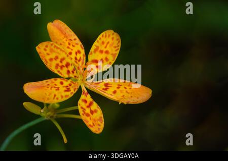 Ein Nahbild einer Leopardenlilienblume. Stockfoto
