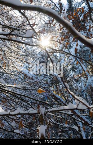 Dingolfing, Deutschland 03. 12. 2023: Im Bild: Die Sonne scheint durch schneebedeckte Äste eines Laubbaums in einem winterlichen Wald. Auf den Zweigen liegt frischer Schnee, einzelne braune Blätter sind noch am Baum zu sehen. Die Aufnahme zeigt eine winterliche Waldszene bei klarem Himmel und Sonnenschein. Bayern *** Dingolfing, Deutschland 03 12 2023 auf dem Bild scheint die Sonne durch verschneite Äste eines Laubbaumes in einem winterlichen Wald liegt Neuschnee an den Ästen, einzelne braune Blätter sind noch am Baum zu sehen das Bild zeigt eine winterliche Waldszene mit klarem Himmel und Stockfoto
