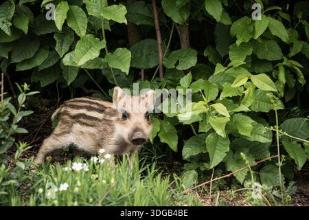 Ein Baby-Wildschwein, das sich in grünem Laub versteckt Stockfoto