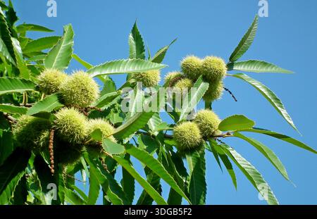 Ein Kastanienbaum mit grünen Blättern und spitzen Graten vor einem klaren blauen Himmel an einem sonnigen Tag Stockfoto