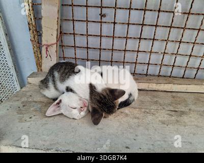 Zwei Katzen ruhen auf dem Boden in der historischen Medina von Hammamet, Tunesien. Stockfoto