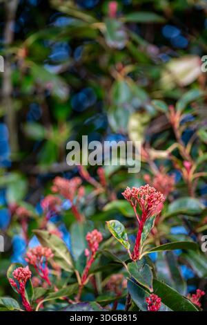 Photinia x fraseri „Rotkehlchen“, Rotspitzenphotinia, Weihnachtsbeerpflanze wächst am Straßenrand in einer Hecke. Stockfoto