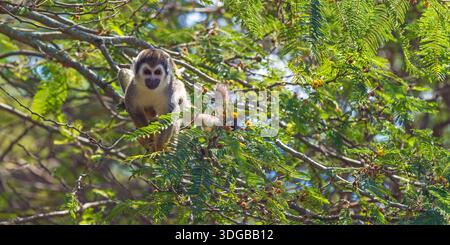 Eichhörnchenaffen (Saimiri) Portrait Panorama, Amazonas Regenwald, Yasuni Nationalpark, Ecuador. Stockfoto