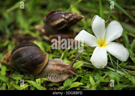 Ein Makrofoto von zwei Schnecken mit Muscheln auf grünem Gras in ihrem natürlichen Lebensraum. Tierwelt-Komposition mit feinen Details mit Blume. Stockfoto